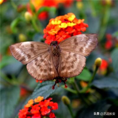 创世纪神荣耀版无限钻石版下载